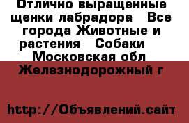 Отлично выращенные щенки лабрадора - Все города Животные и растения » Собаки   . Московская обл.,Железнодорожный г.